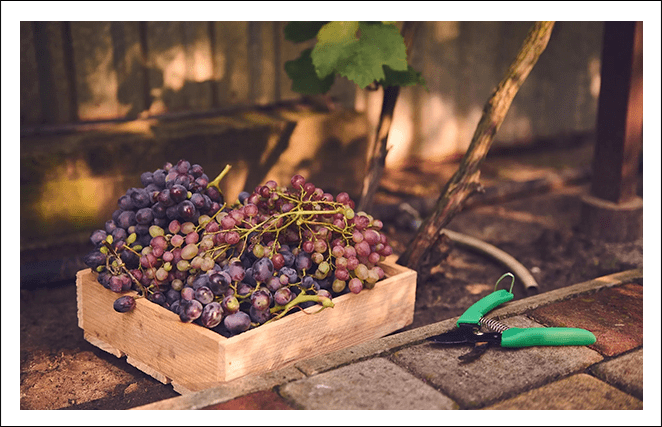 A box of grapes and scissors on the ground.