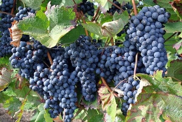 A bunch of grapes hanging from the vine.